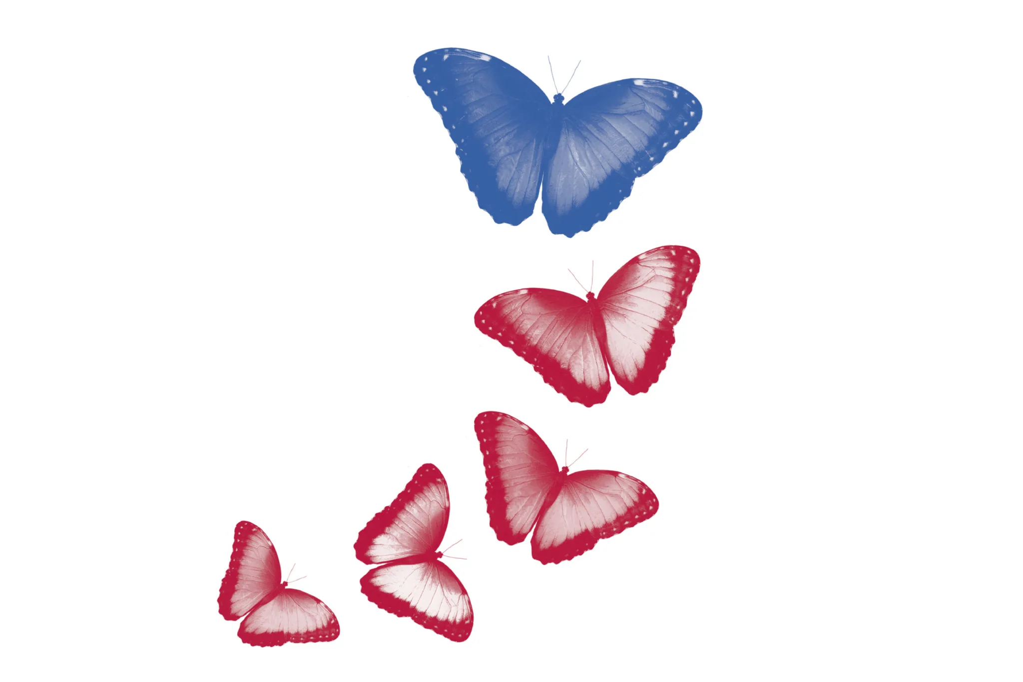 360-exellence-keyvisual-butterfly