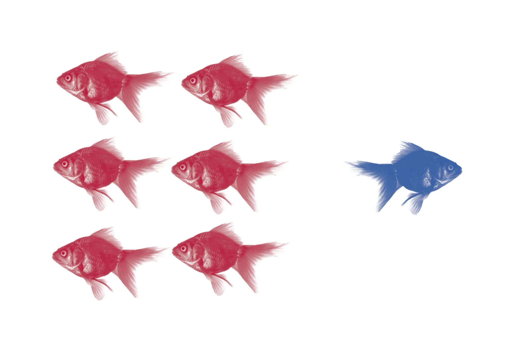 360-exellence-keyvisual-fish